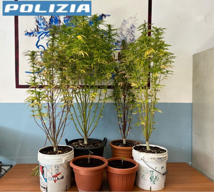 foto 1 denuncia per detenzione di sostanza stupefacente.jfif