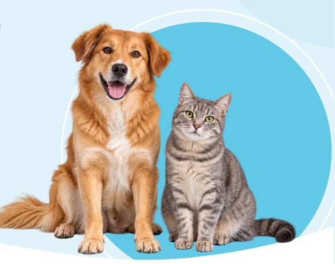 cani e gatti